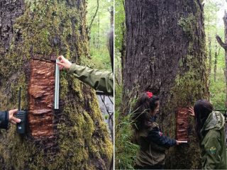 daño al Coihue Abuelo