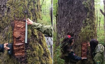 daño al Coihue Abuelo