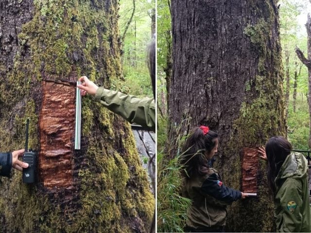 daño al Coihue Abuelo