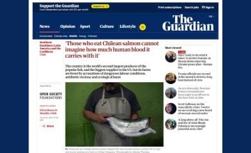 investigación de The Guardian sobre el salmón chileno