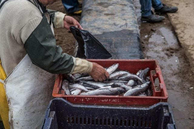 Merluza común continúa sobreexplotada en Chile: Cuota bajó 15% para el 2026