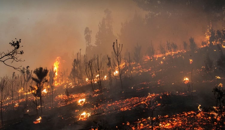 Catástrofe por incendios forestales en Chile: Nuevamente el modelo de la industria forestal en la palestra