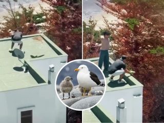 crías de gaviota dominicana (1)