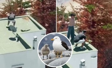 crías de gaviota dominicana (1)