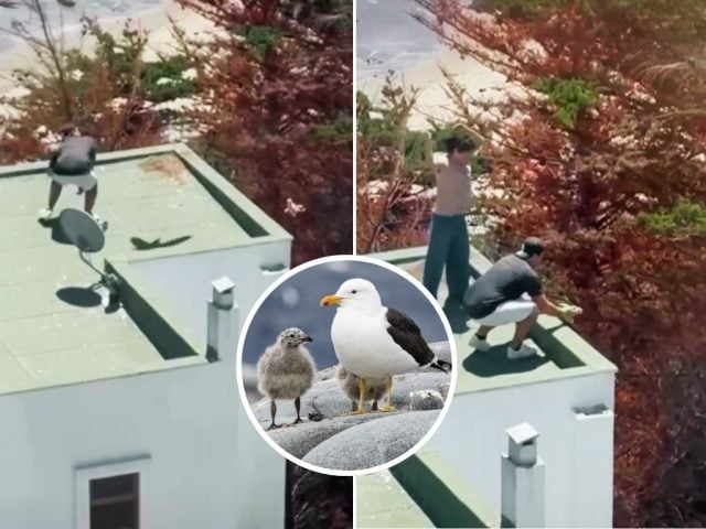 crías de gaviota dominicana (1)