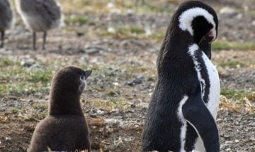 pingüinos de Magallanes