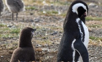 pingüinos de Magallanes