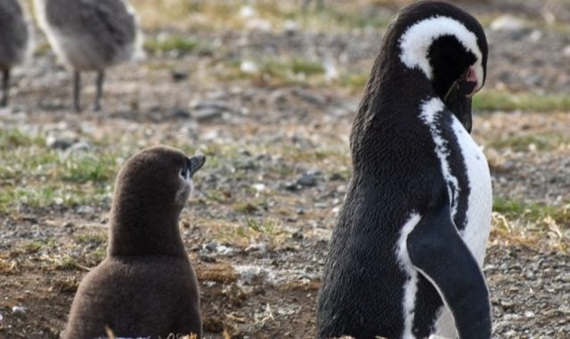 pingüinos de Magallanes