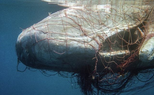 Ballenas muertas en el sur: avanzan investigaciones y Greenpeace exige responsabilidades por enmalles en redes de la salmonicultura y colisiones con embarcaciones