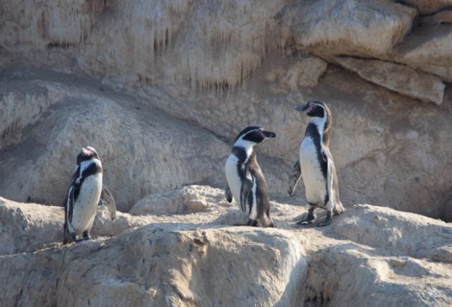 Félix Eduardo Gutiérrez