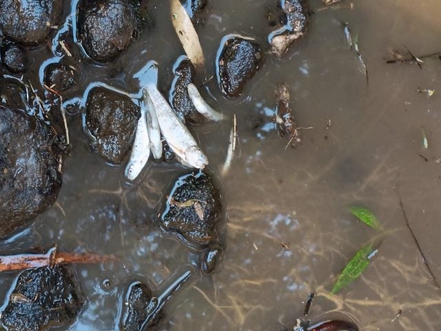 Comunidades mapuche denuncian daños irreparables en el Río Perquenco: Apuntan al Municipio y Seremi de Medioambiente