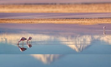 agua del Salar de Maricunga flamencos (1)