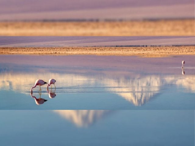 agua del Salar de Maricunga flamencos (1)
