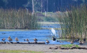 cómo reconocer un humedal y defenderlo