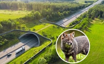 corredores ecológicos Ruta 5 Chiloé