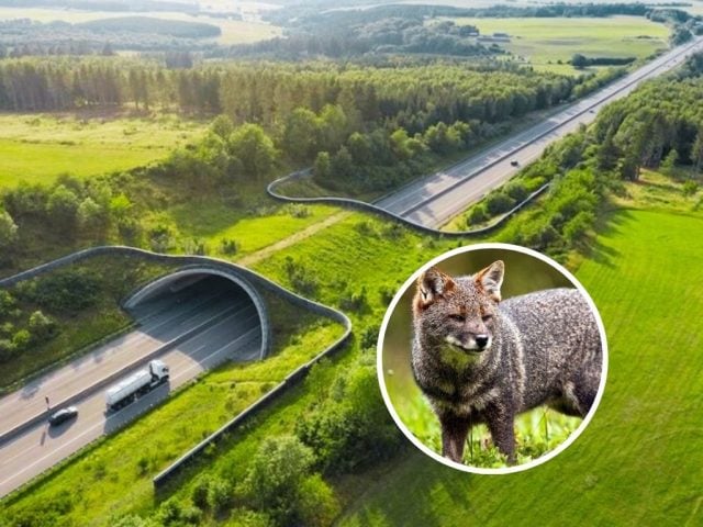 corredores ecológicos Ruta 5 Chiloé