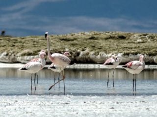 costo ecológico del litio en Maricunga