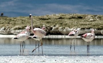 costo ecológico del litio en Maricunga