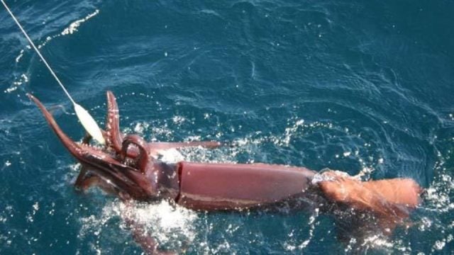 Informe denuncia sobreexplotación en la pesca de jibia y advirtió impactos en Chile