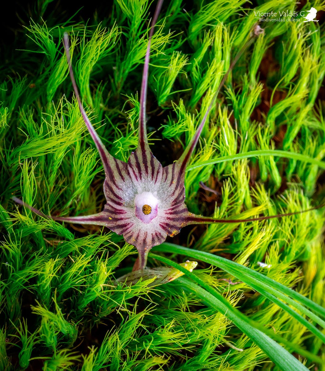 [Photos] University of Chile Experts Discover 4 New Endangered Plant Species in Central Zone