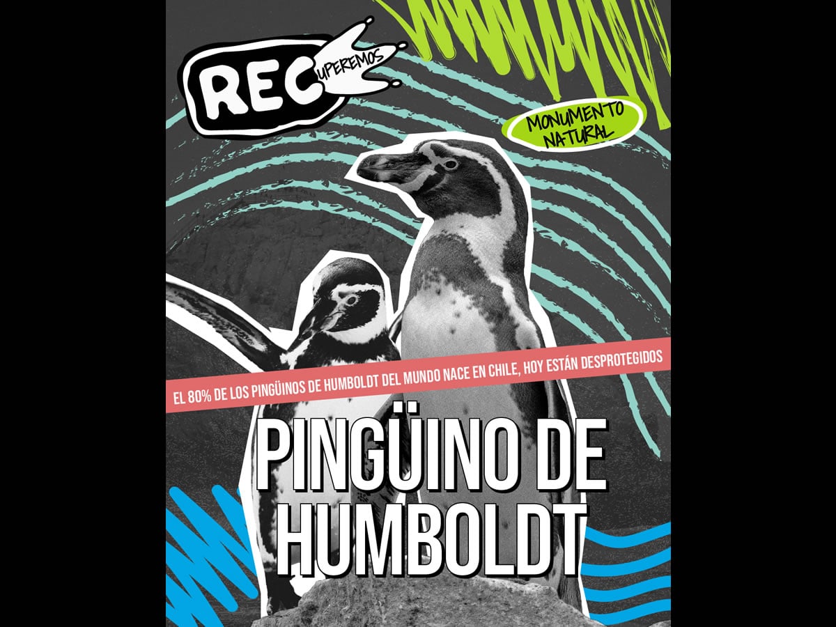 Campaña busca reinstalar protección del pingüino de Humboldt durante el Festival REC 2026
