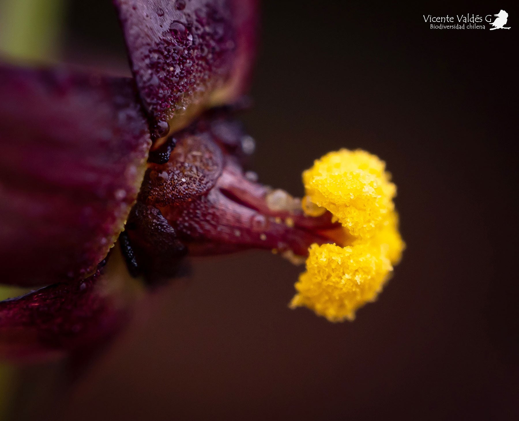 [Fotos] Especialistas de la U. de Chile descubren 4 nuevas especies de plantas amenazadas en la zona central