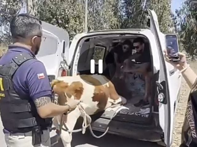 Destapan brutal caso de maltrato animal en Litueche: rescatan novillo encadenado para rodeo, ocho perros maltratados con tres galgos fracturados