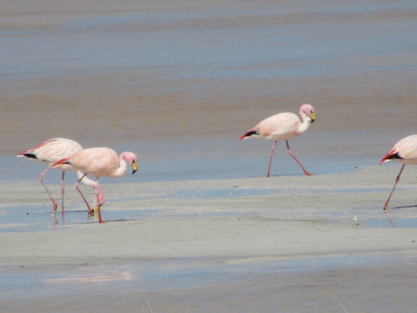 Gobierno de Kast pone en pausa protección de salares claves para la biodiversidad de Chile