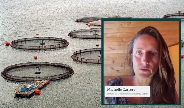 «Se resisten a cumplir las reglas»: Investigación revela que salmoneras en Chile acumulan 710 denuncias y procesos sancionatorios