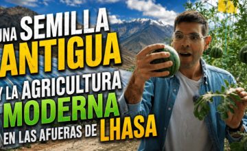 Seguel Alfredo