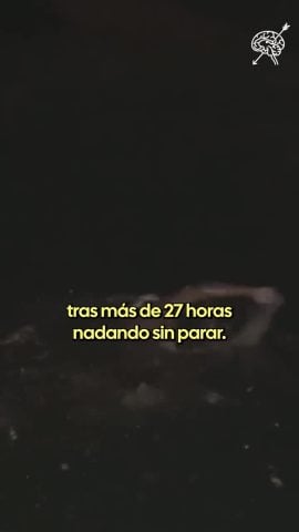 Seguel Alfredo