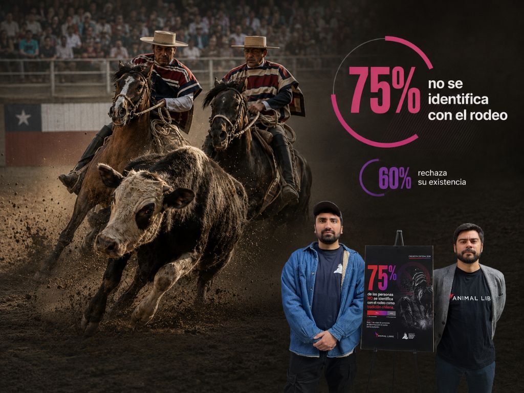 Chilean Rodeo Chart Rechazo al rodeo en Chile: encuesta Criteria llega a Culturas