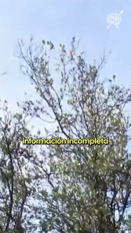 Andrea Peña