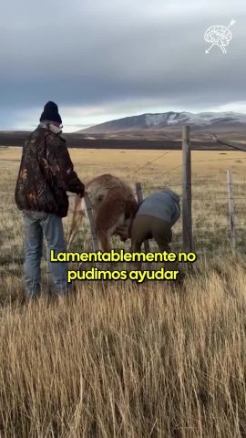 Absalón Opazo