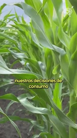 Carlos Montes