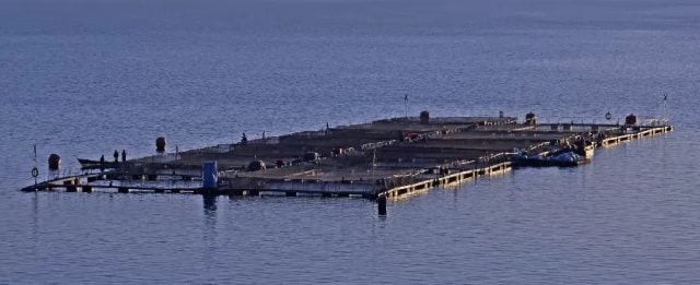 Suprema confirma multas a empresa salmonera por contaminación del Lago Llanquihue: Alcalde exige salida