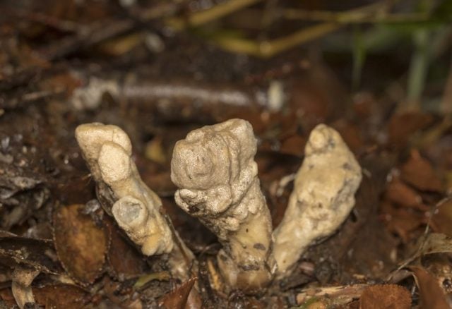 Primer registro en el continente sudamericano: en Parque Alerce Costero descubren nueva especie de hongo