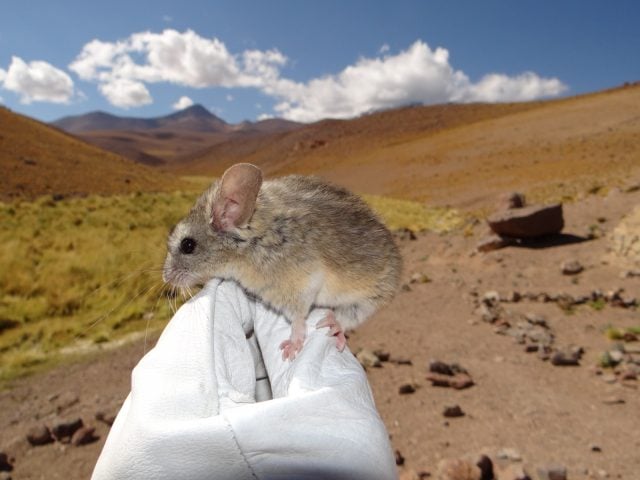 El ratón de orejas de hoja andino: Pequeño mamífero que evolucionó para sobrevivir a más de 6.700 metros de altura