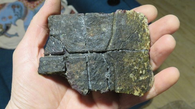 Paleontólogos descubren las primeras tortugas marinas del Eoceno en el Pacífico chileno