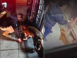 Maltrato animal captado en ascensor Ñuñoa