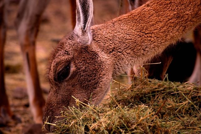 La recuperación del guanaco toma fuerza: Expertos articulan plan para proteger a la especie en Santiago