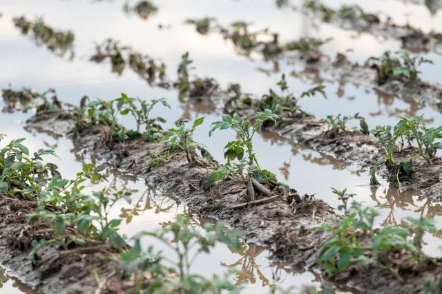 Clima extremo: Investigadora asegura que fortalecer pequeña agricultura es clave para garantizar seguridad alimentaria frente a lluvias intensas y sequías
