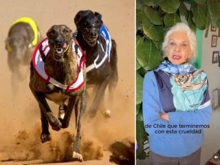 prohibición de las carreras de galgos