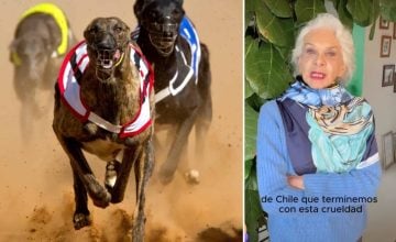 prohibición de las carreras de galgos