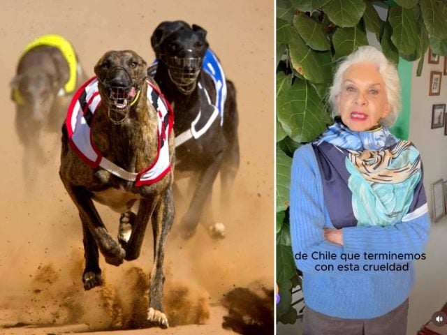 prohibición de las carreras de galgos