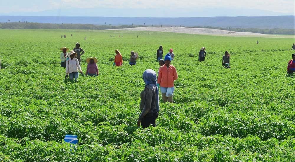 Dominican Republic: When the Fields Stop Speaking Creole, the Basic Food Basket Wobbles