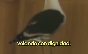 Latina Campos