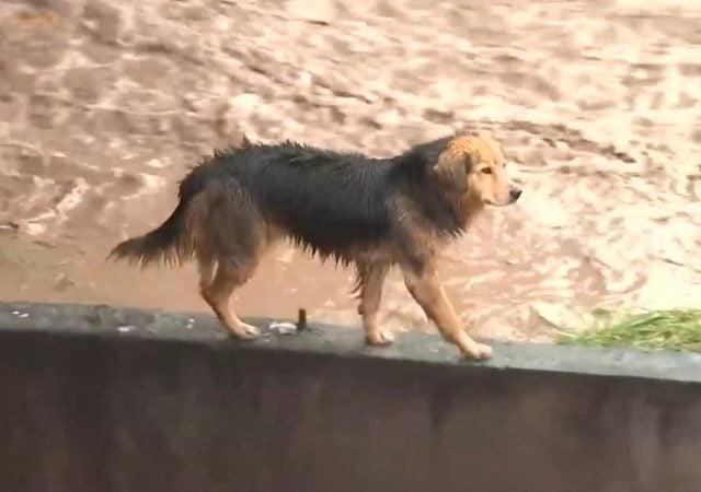 Presentan proyecto de «Ley Morocho» para incorporar a los animales en los planes de emergencia y evacuación