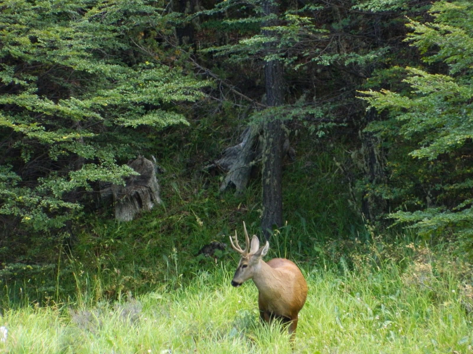 La revisión global de las metas de biodiversidad pone a prueba los compromisos de Chile
