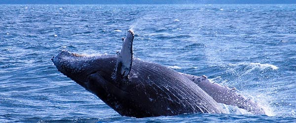 La caca de ballena nutre los océanos